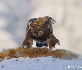 关于皖江金雕队对阵辽东雷霆队，自行车热身赛读秒绝平，门将神扑救主——赛场纪律更严谨的信息-九游娱乐入口
